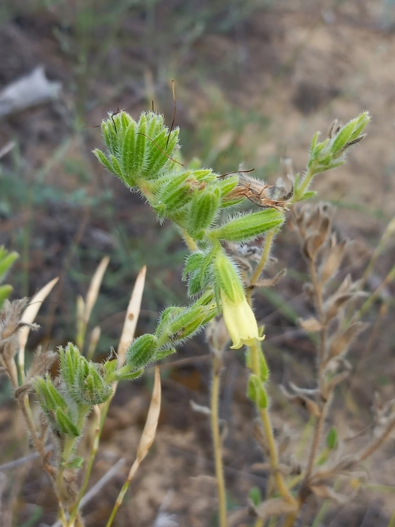 Onosma arenaria photo 4
