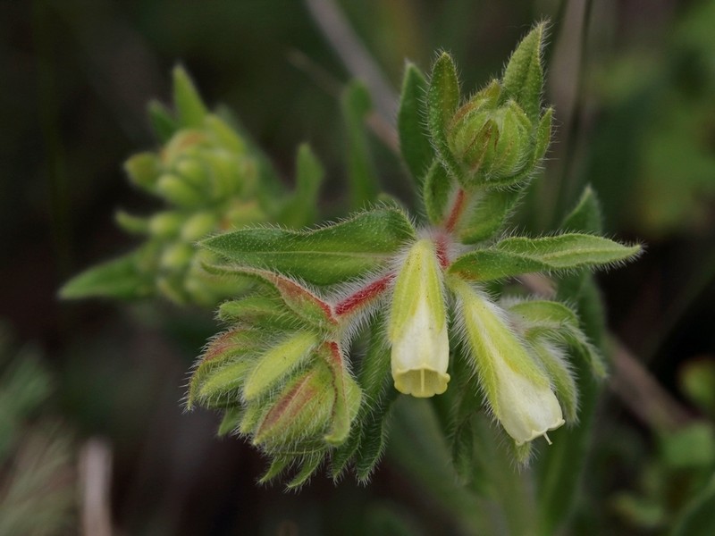 Onosma arenaria photo 5