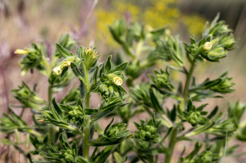 Onosma arenaria photo 6