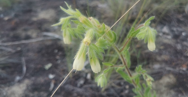 Onosma arenaria photo 8