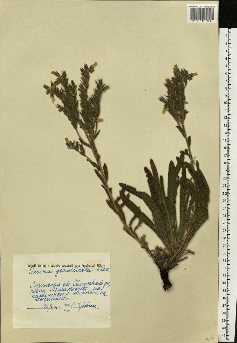 Onosma arenaria subsp. arenaria