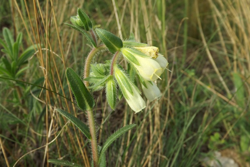 Onosma arenaria subsp. tuberculata
