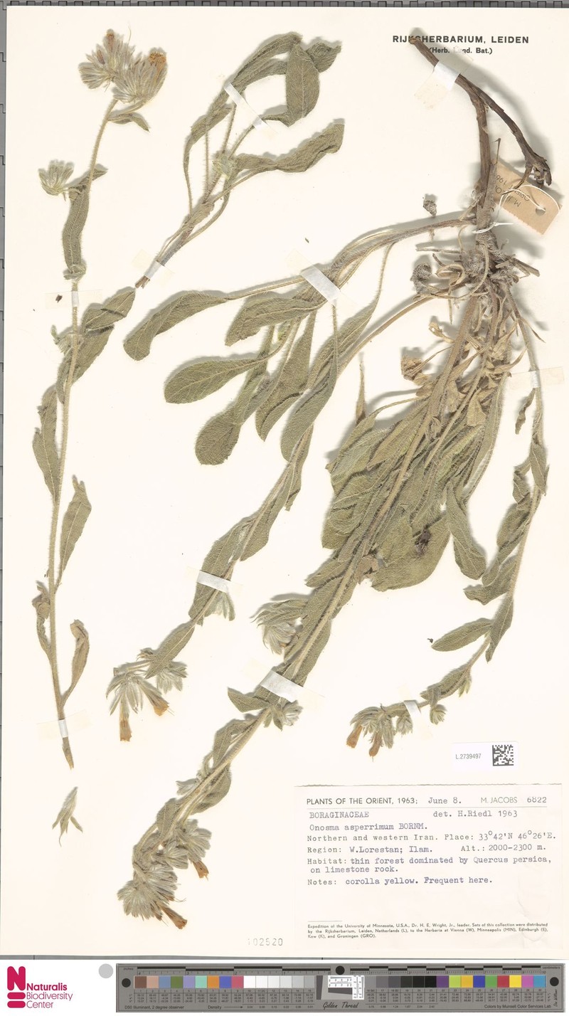 Onosma asperrima