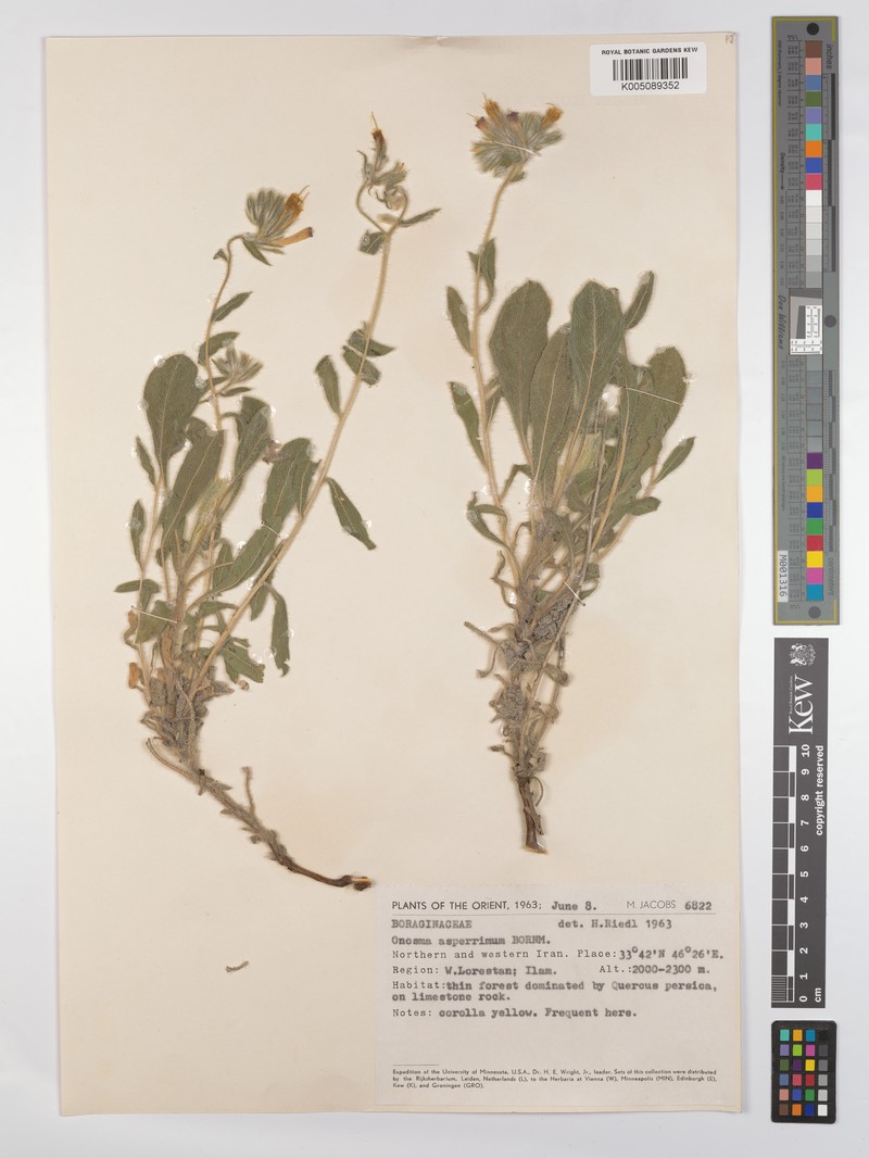 Onosma asperrima photo 2