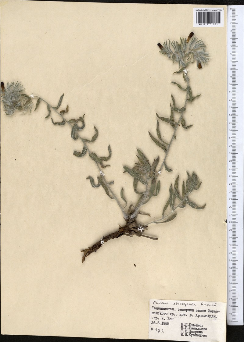 Onosma atrocyanea photo 2