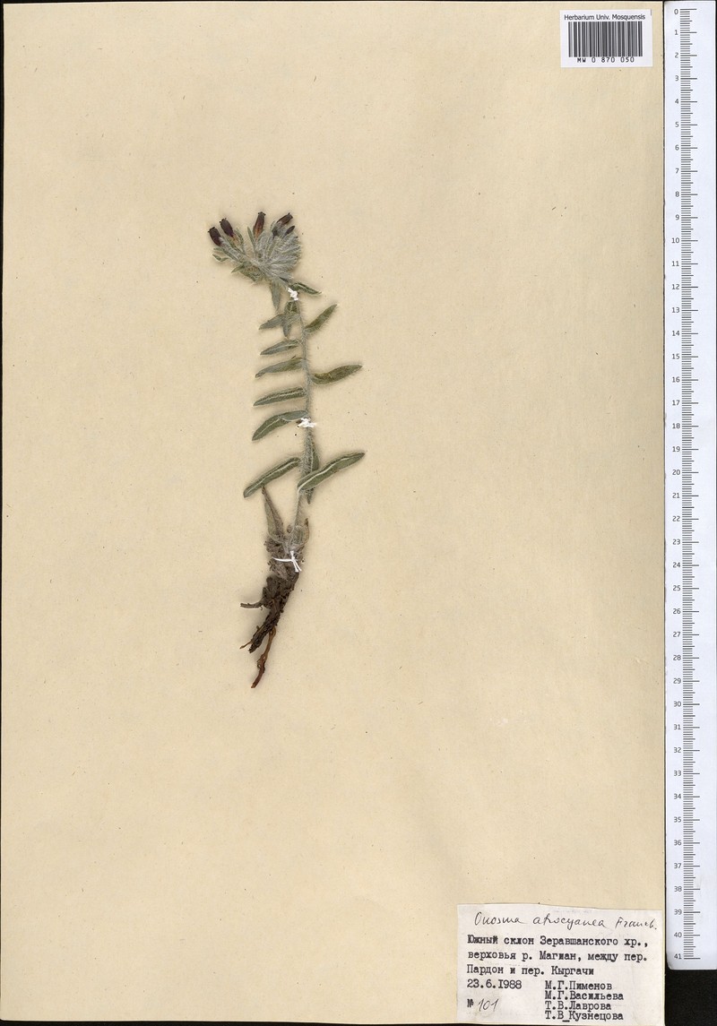 Onosma atrocyanea photo 3