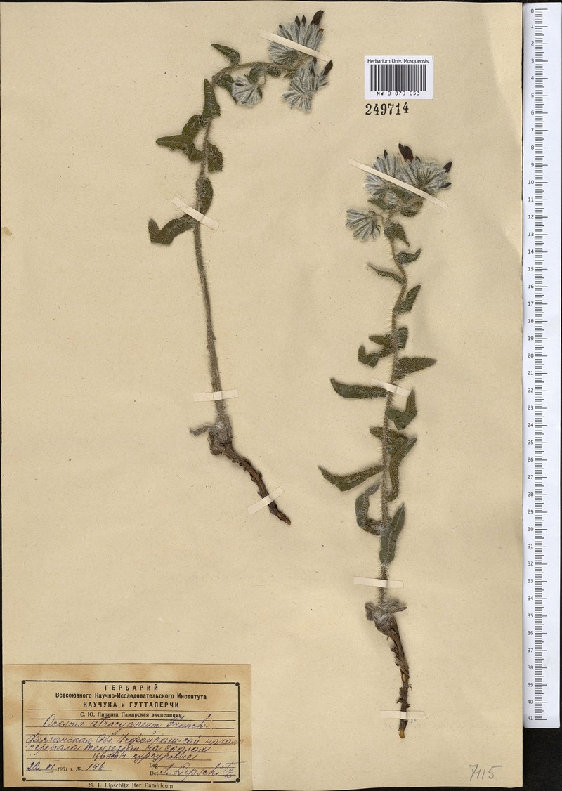 Onosma atrocyanea photo 4