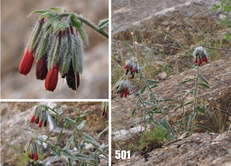 Onosma atrocyanea