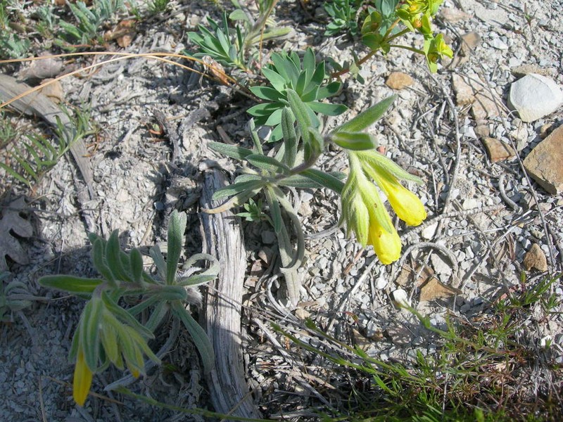 Onosma aucheriana photo 2