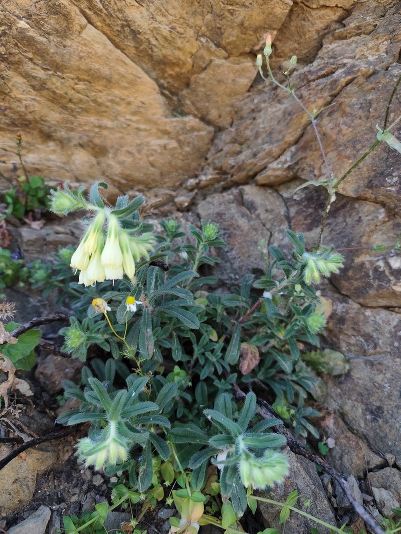 Onosma aucheriana photo 3