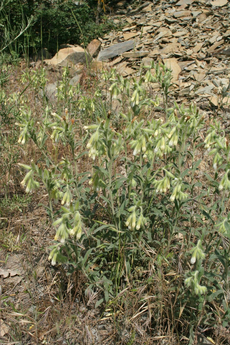 Onosma aucheriana photo 4