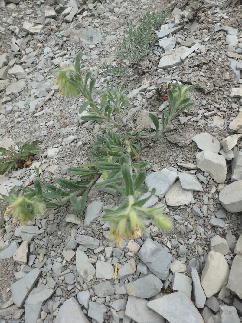 Onosma aucheriana photo 5