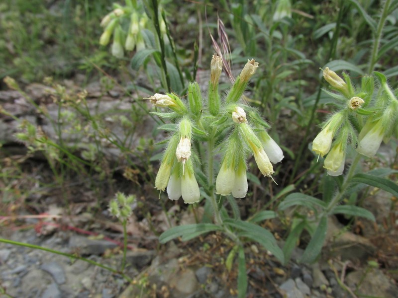 Onosma aucheriana photo 6