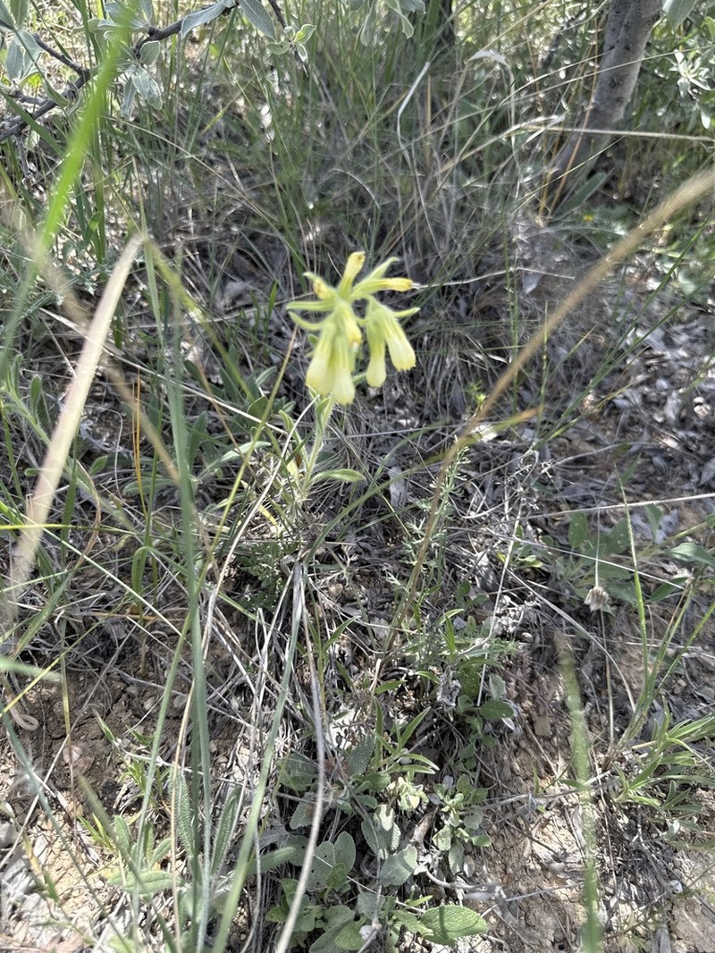 Onosma aucheriana photo 7
