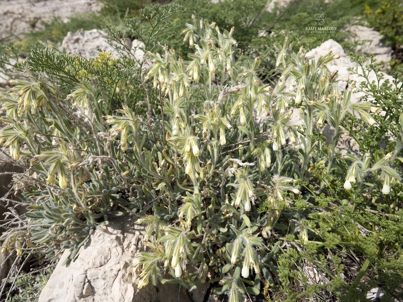Onosma aucheriana photo 8