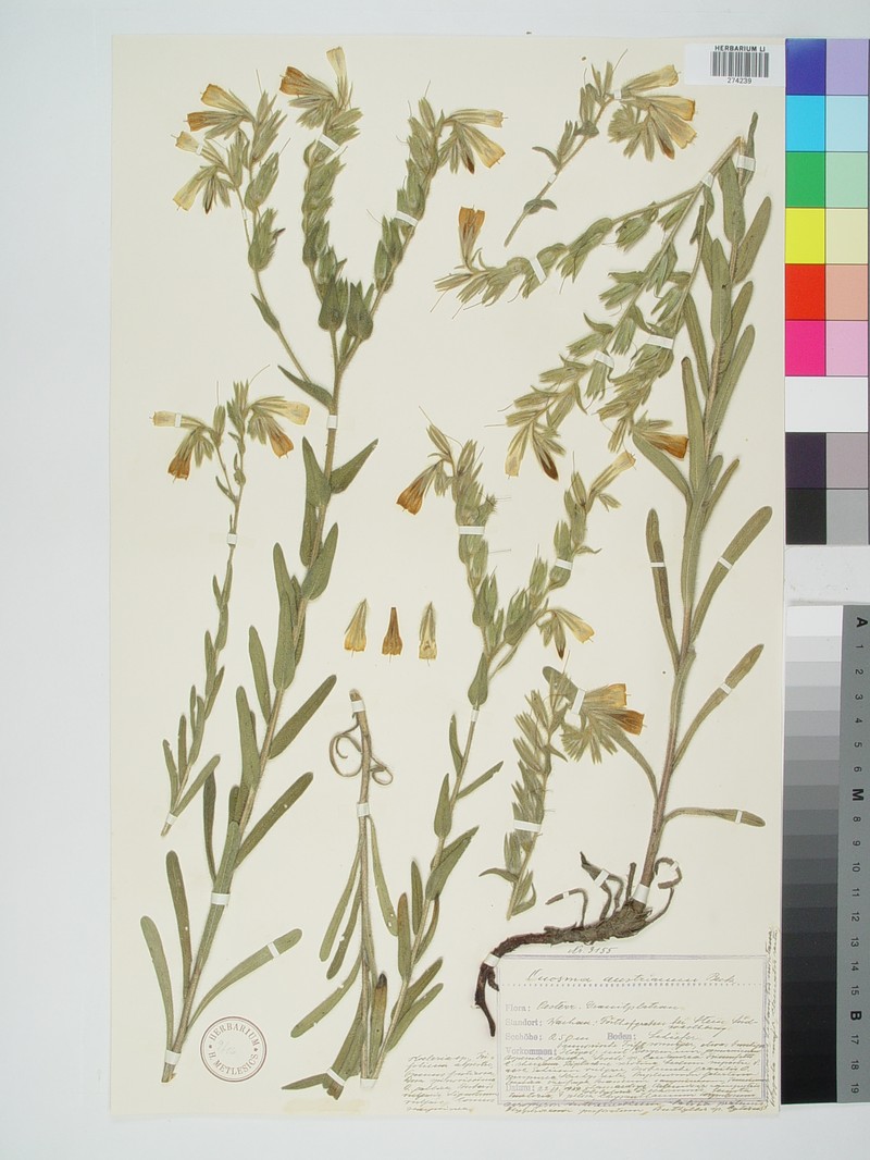Onosma austriaca