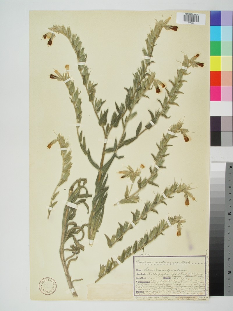 Onosma austriaca photo 2