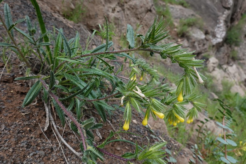 Onosma baldshuanica photo 2