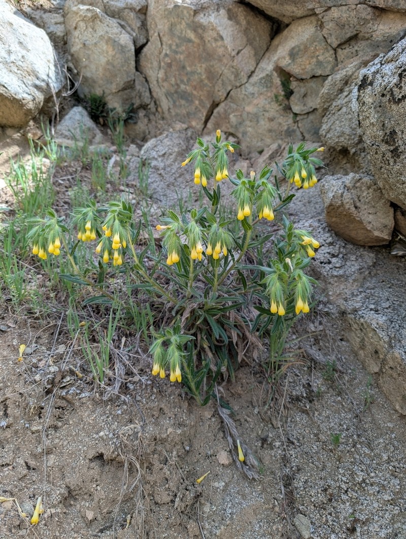 Onosma baldshuanica photo 3