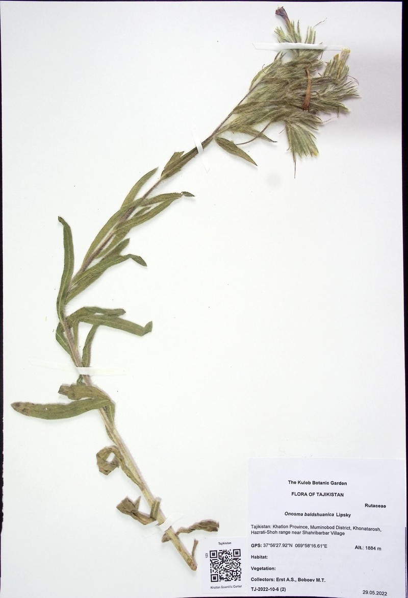 Onosma baldshuanica photo 4