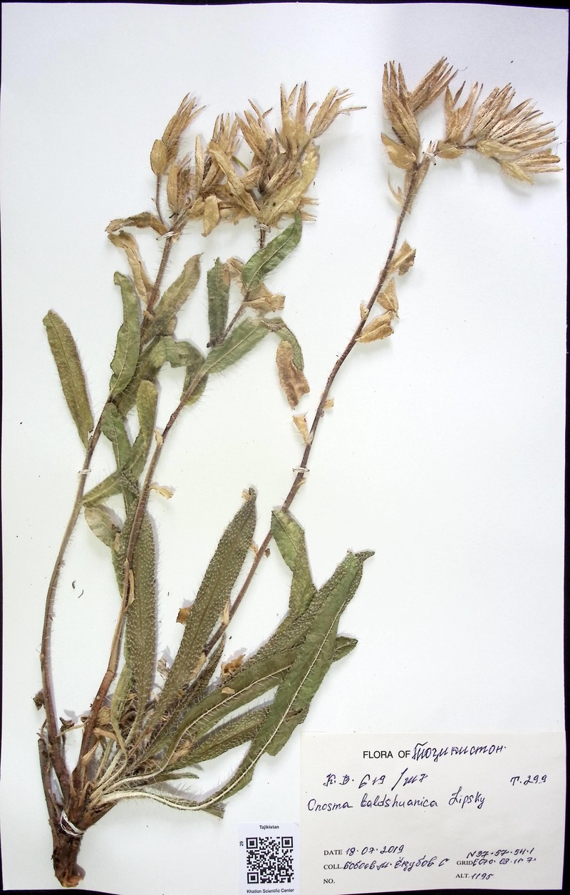Onosma baldshuanica photo 5