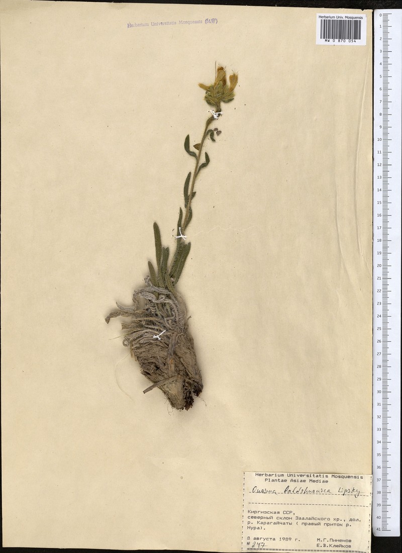 Onosma baldshuanica photo 6
