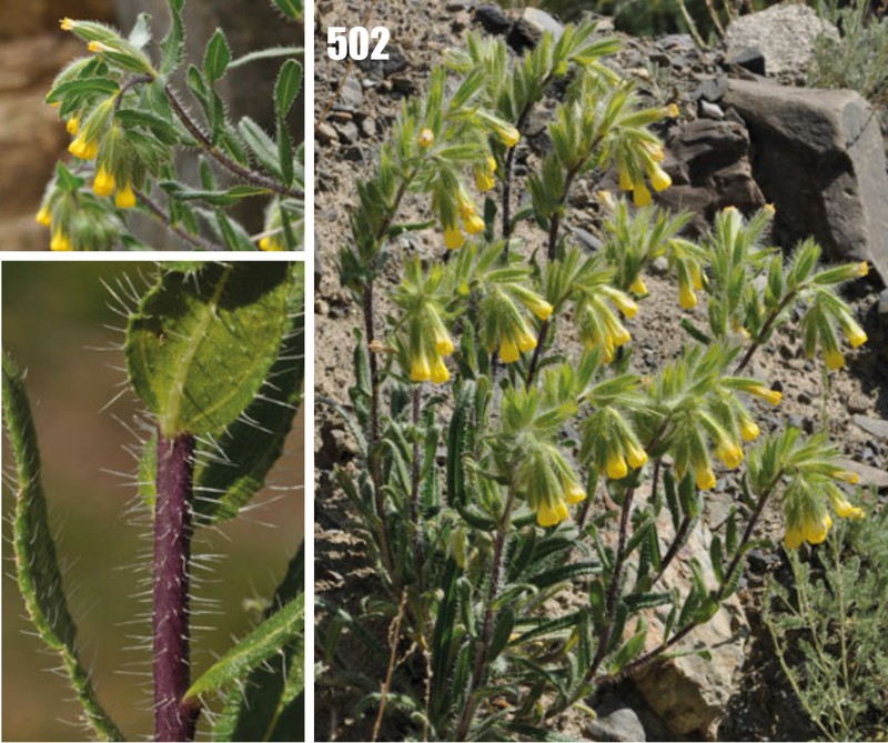 Onosma baldshuanica
