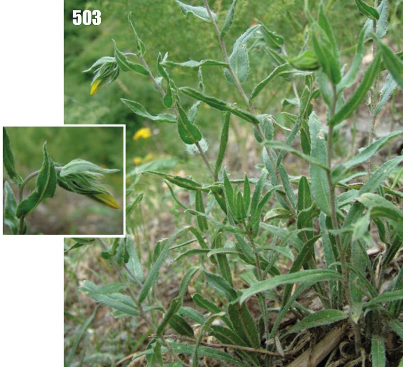 Onosma barsczewskii