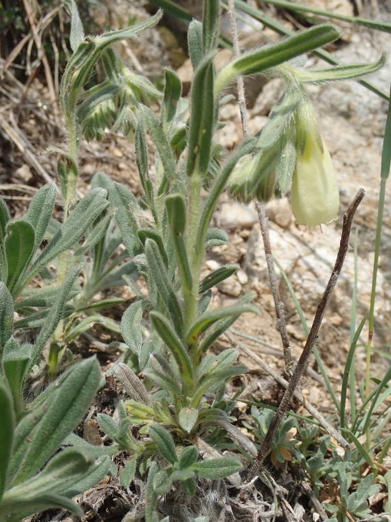 Onosma bornmuelleri