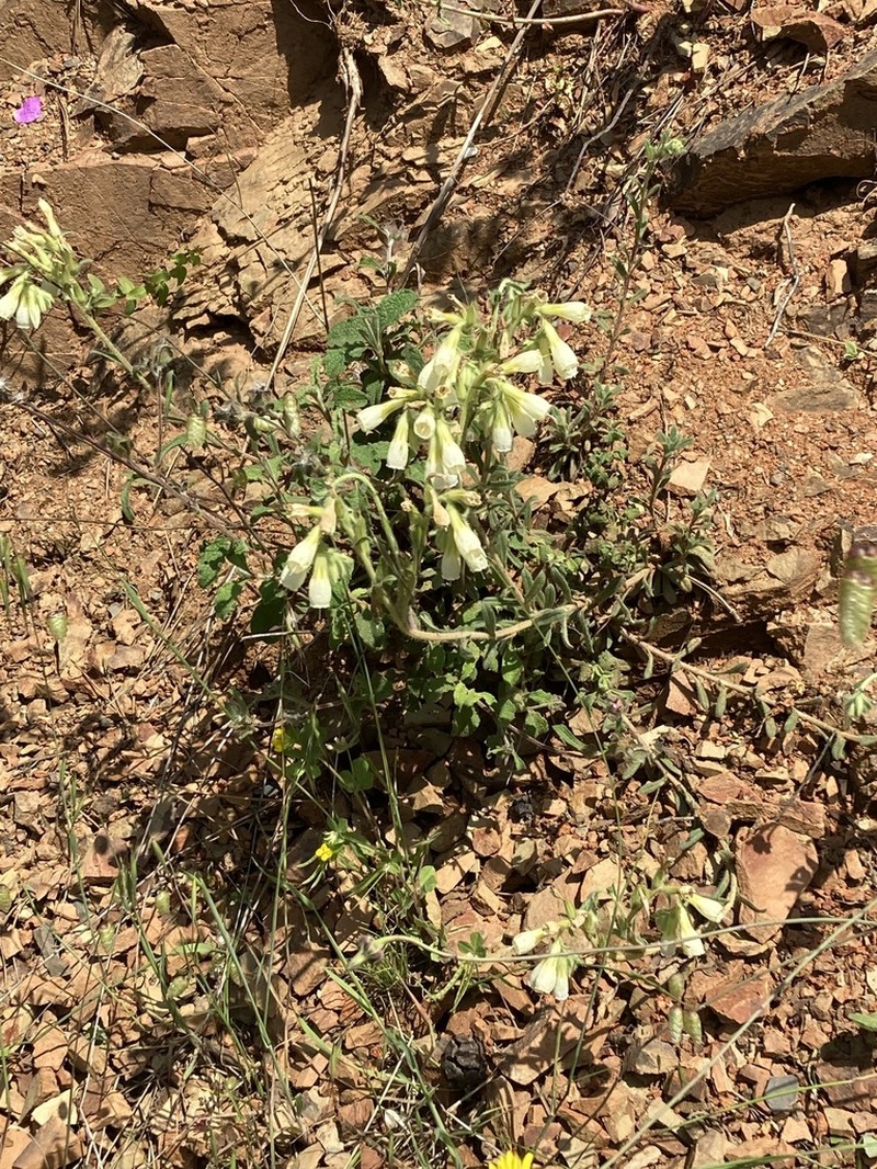 Onosma bornmuelleri photo 2