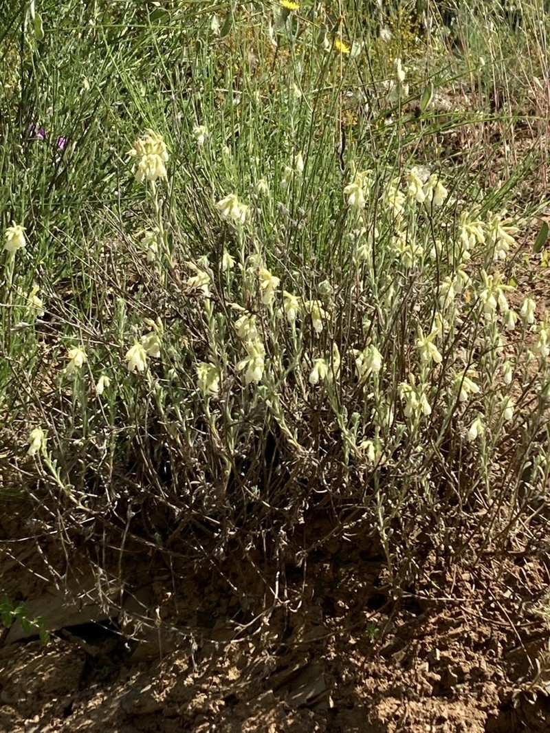 Onosma bornmuelleri photo 3