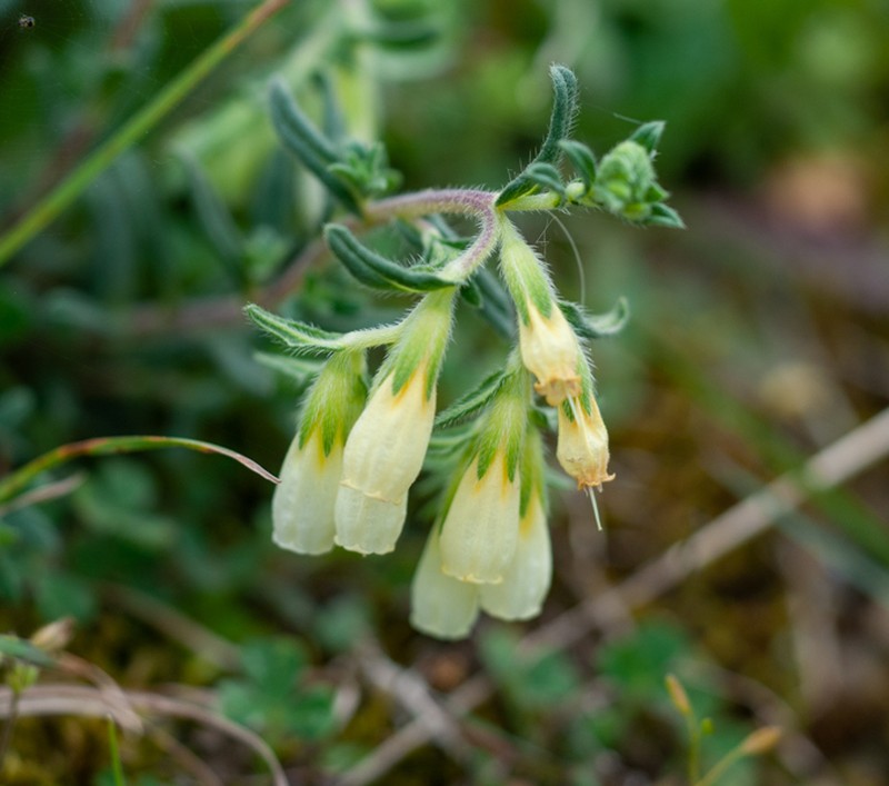 Onosma bornmuelleri photo 4