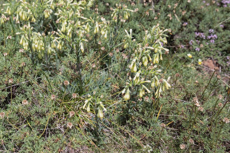 Onosma bornmuelleri photo 5