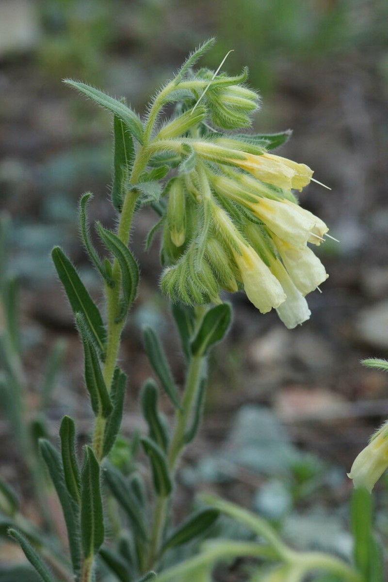 Onosma bornmuelleri photo 6