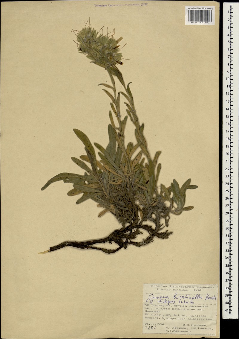 Onosma bornmuelleri photo 7