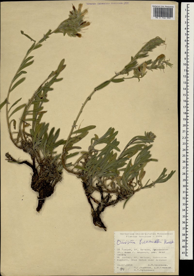 Onosma bornmuelleri photo 8