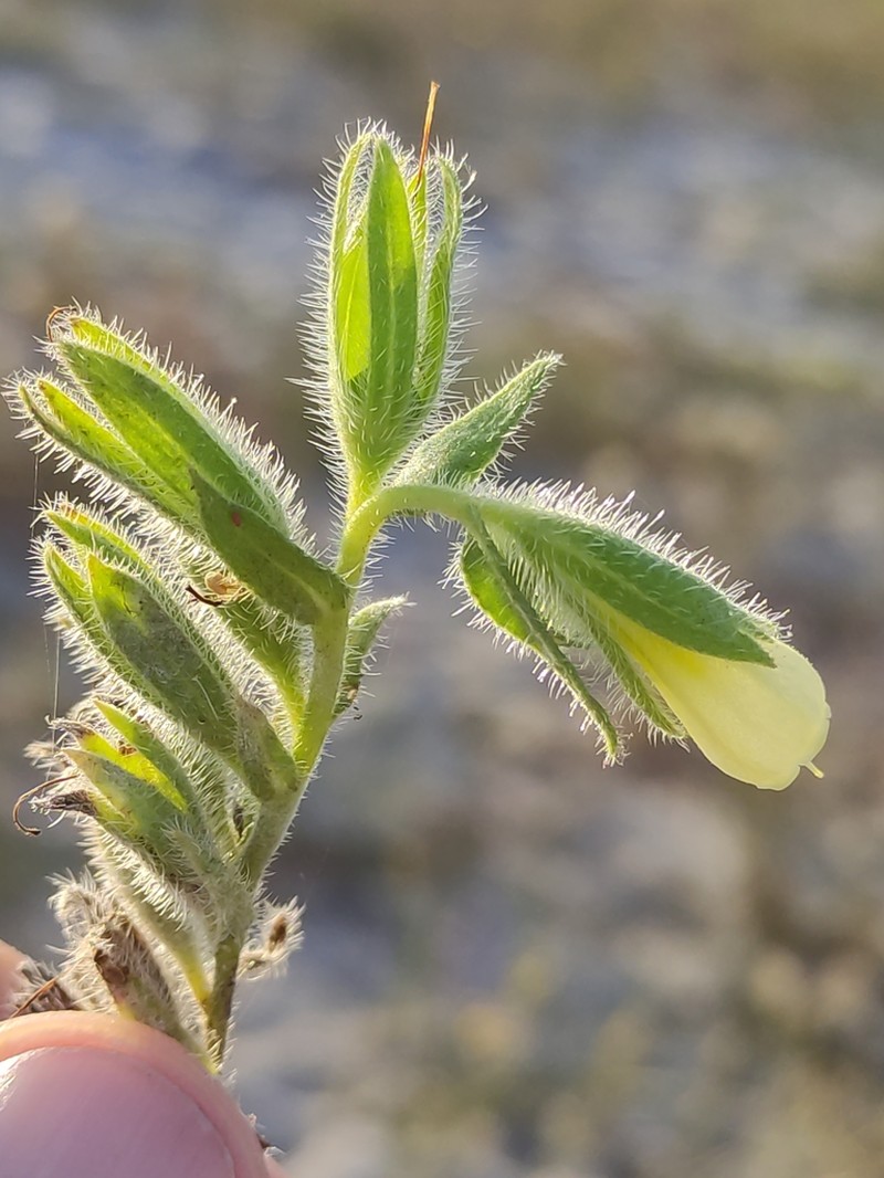 Onosma borysthenica