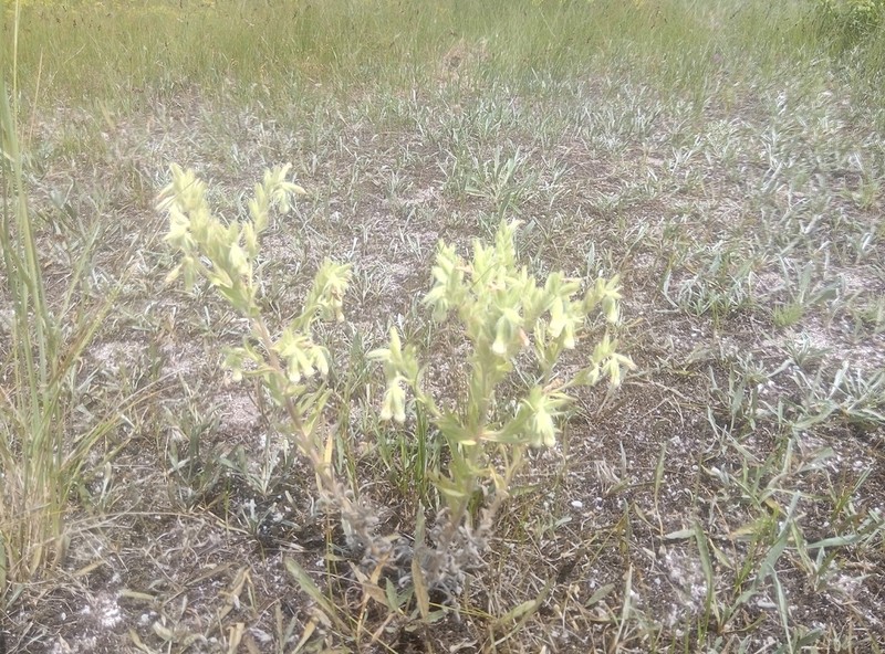 Onosma borysthenica photo 2