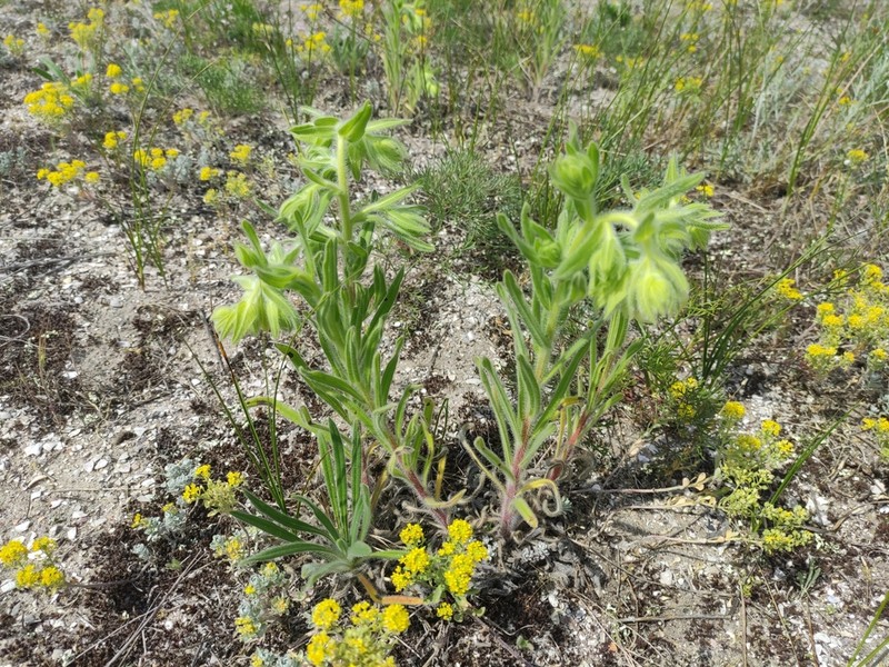 Onosma borysthenica photo 3