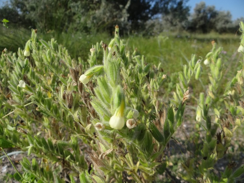 Onosma borysthenica photo 4