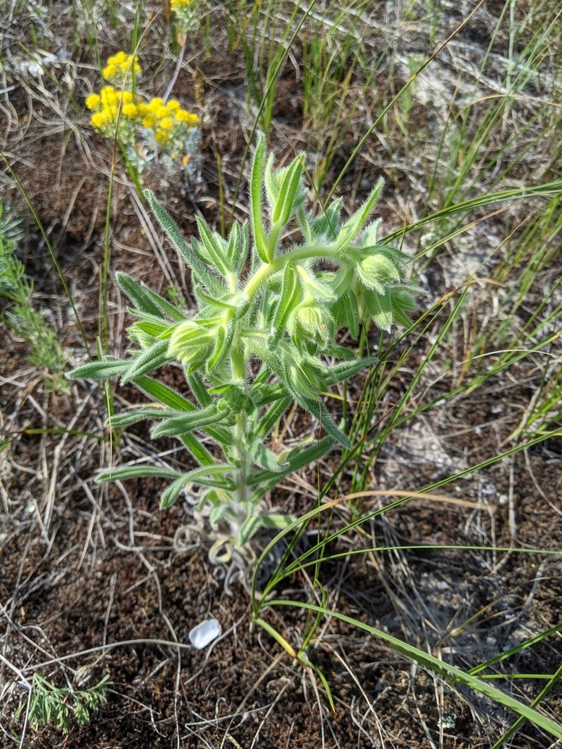 Onosma borysthenica photo 5