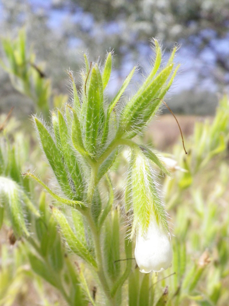 Onosma borysthenica photo 6
