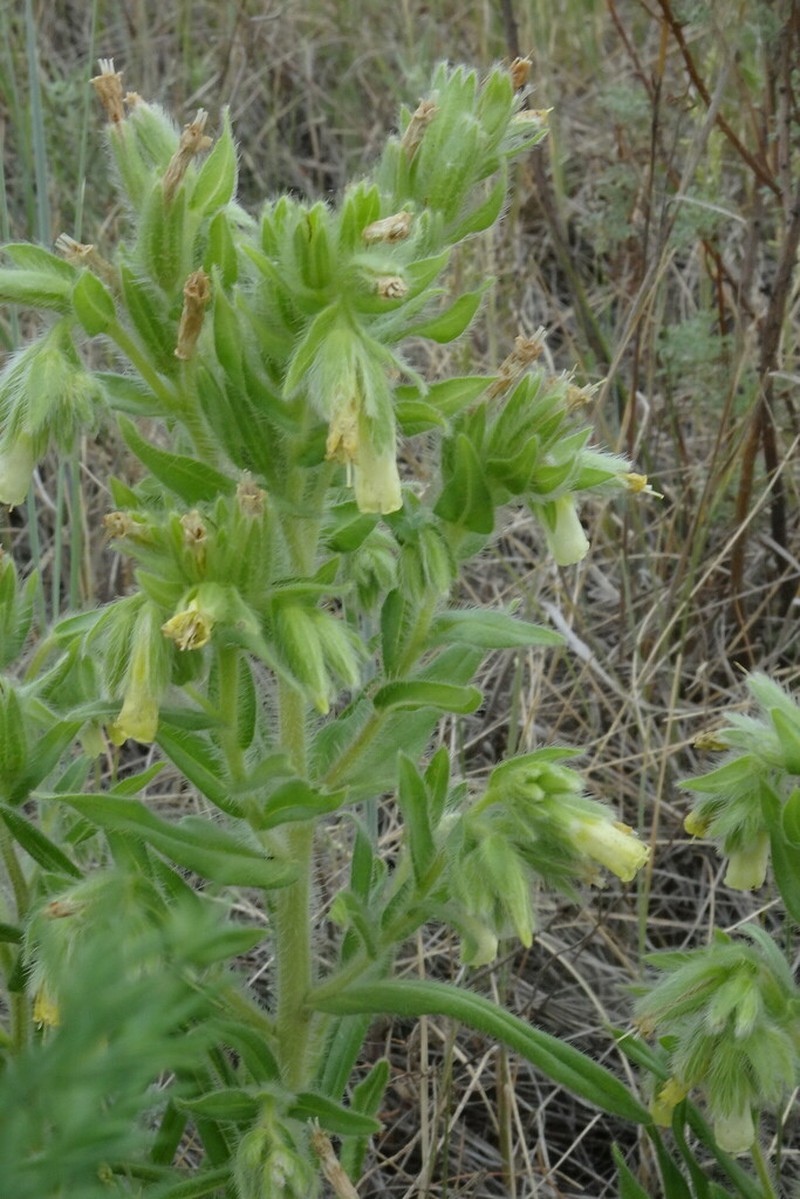 Onosma borysthenica photo 8