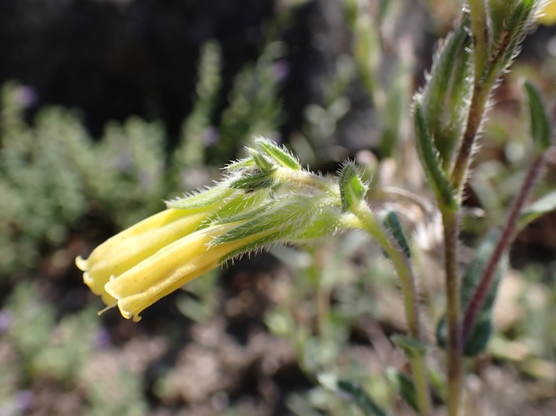 Onosma bourgaei