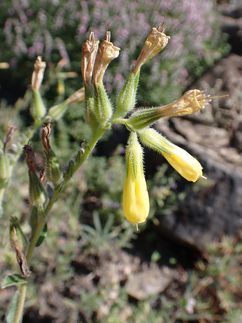 Onosma bourgaei photo 2