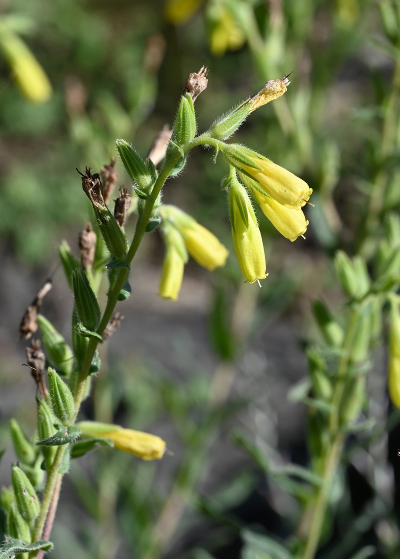 Onosma bourgaei photo 3