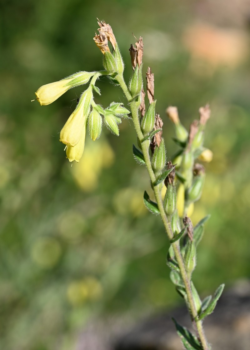 Onosma bourgaei photo 4