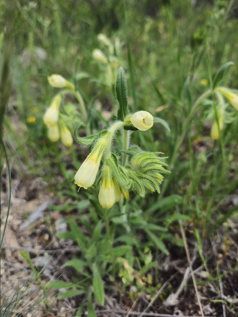 Onosma bracteosa