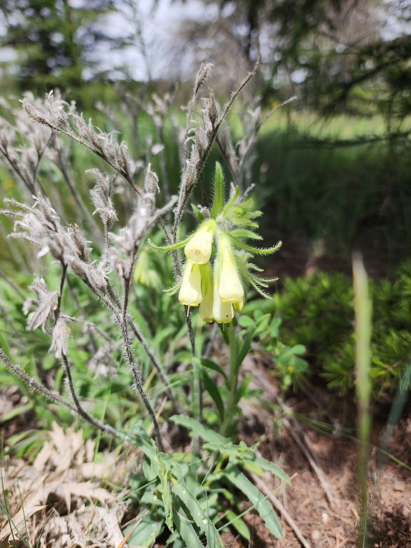 Onosma bracteosa photo 2
