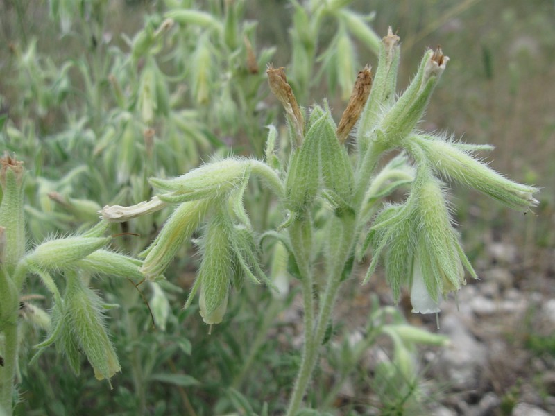Onosma bracteosa photo 3